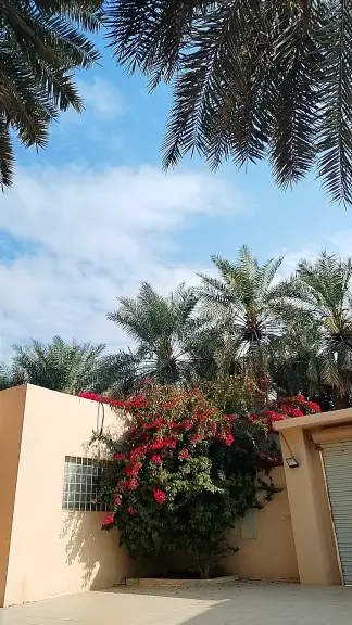 صورة ٤، استراحة الفخامة