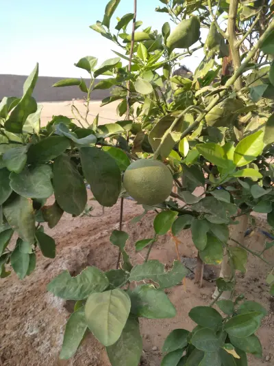 صورة ٢، استراحة الغازي حائل عكاش