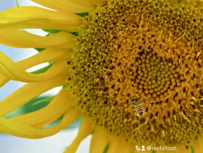 مزرعة ريف التوت
