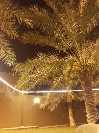 صورة ٣، شاليهات النخيل بالبصر
