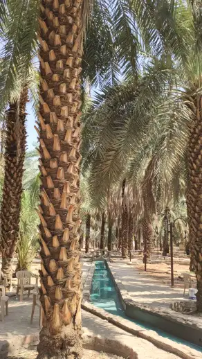 صورة ٤، مزارع وثلاجات الردادي