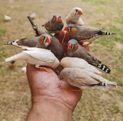 محمية ترف للطيور