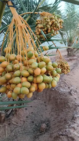 صورة ٦، إستراحة عبدالرحمن الأكلبي ابوخالد