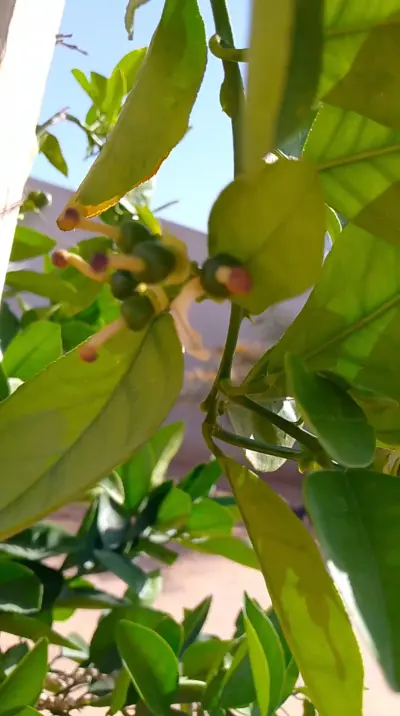 صورة ٣، إستراحة عبدالرحمن الأكلبي ابوخالد