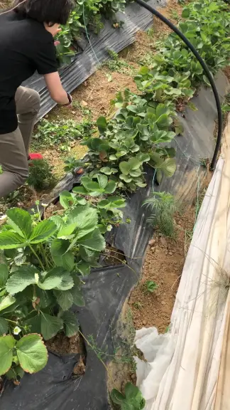 صورة ٣، مزرعة سحاب السقا للفراولة