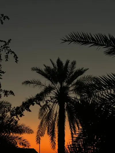 صورة ٤، Arabian Fal Holding Camp 17