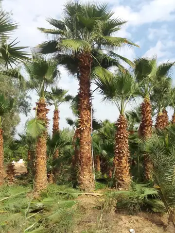 صورة ٢، مشتل نخيل واشنطن عربي شبوك زراعية