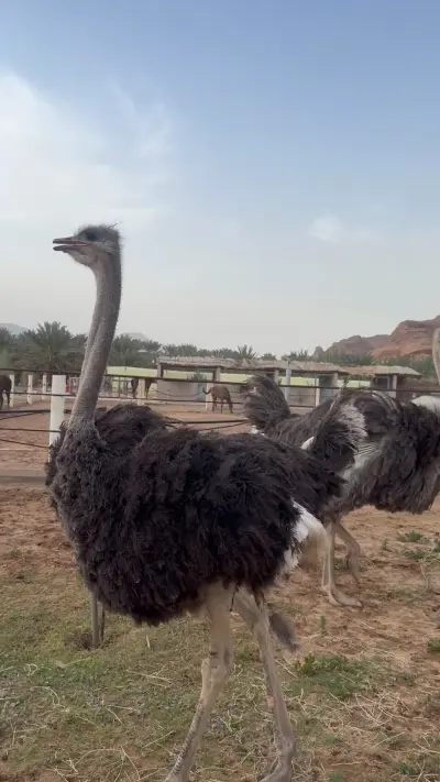 صورة ٢، اكواخ واستراحات العلا الريفية