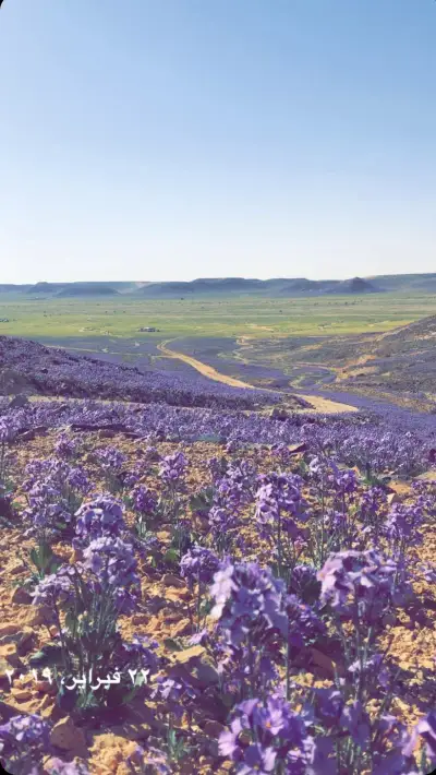 صورة ٣، شاليه ماردين