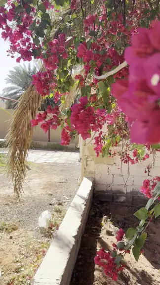 صورة ٣، استراحة الدرة
