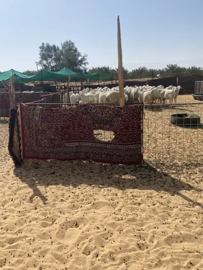 صورة ٣، استراحة ابو مشاري للمواشي