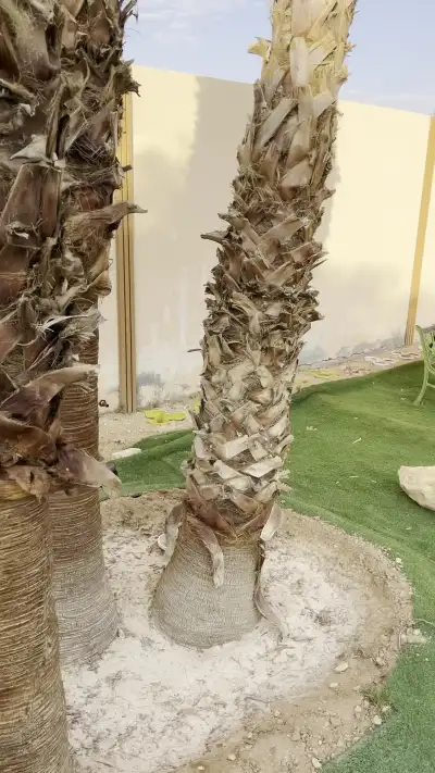 صورة ٣، منتجع ريف أوشا