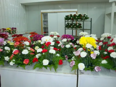 صورة ٤، مزارع أسترا مدينة 3
