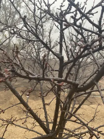 صورة ٢، استراحة وادي ماسل بالشفا