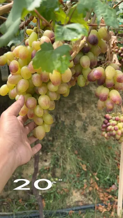 صورة ٣، مزرعه الخميس للعنب ببني فروة