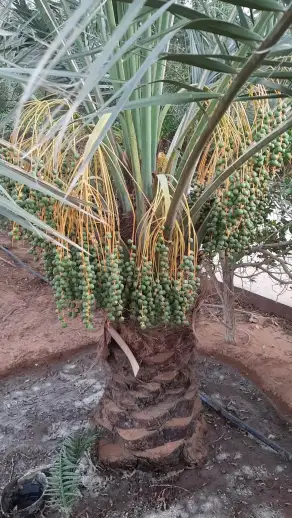 صورة ٢، مزرعة النمرانية
