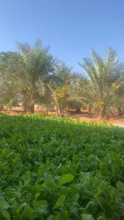صورة ٢، استراحة ديم