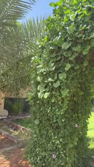 صورة ٣، منتجع الاطلال حائل القاعد