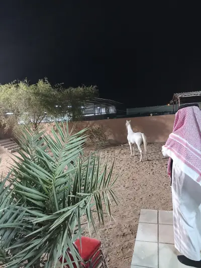 صورة ٥، استراحة لوزان جدة