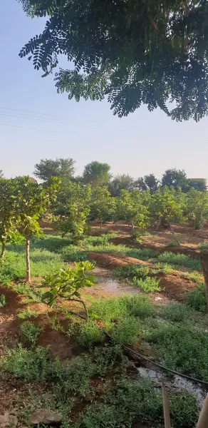 صورة ٢، منتجع ابراهيم الهملان