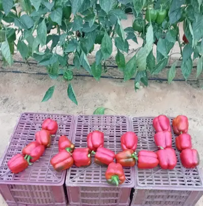 صورة ٢، منتجع ومزرعة البدر السياحية
