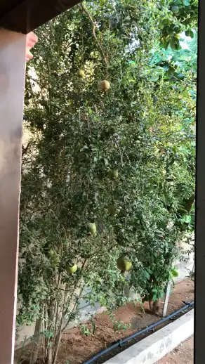 صورة ٦، استراحه العبودي