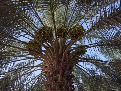 صورة ٤، استراحة أبو جهاد