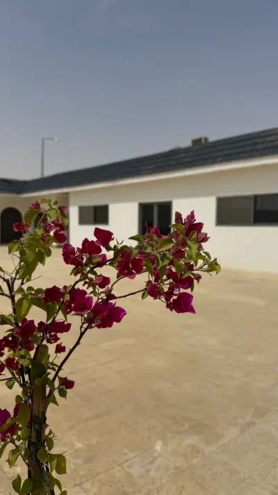 استراحه الماسية