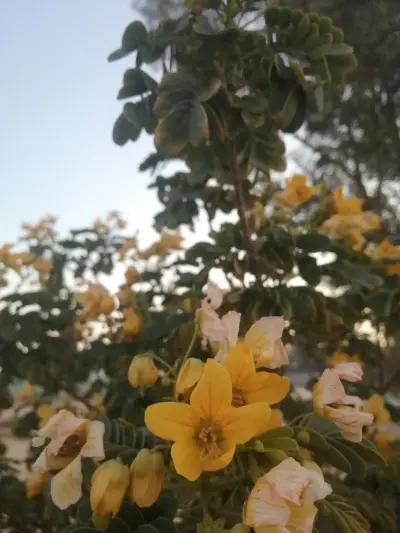 صورة ٤، مزرعه و استراحة احمد عبد العزيز الموسى