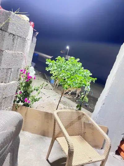 مزرعة عباس الغامدي