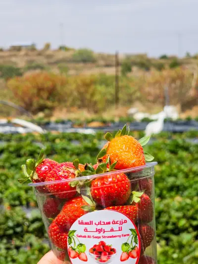 مزرعة سحاب السقا للفراولة