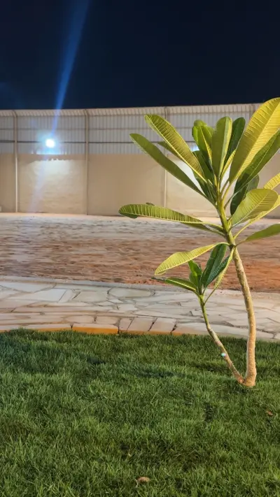 صورة ٤، Pothos استراحة البوتس