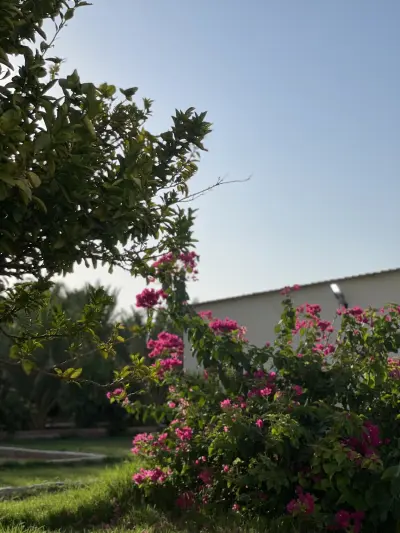 صورة ٥، استراحه ومنتجع الناصر