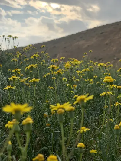 صورة ٣، مخيم دهيماء