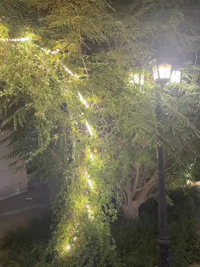 صورة ٥، استراحة نزهة العمارية