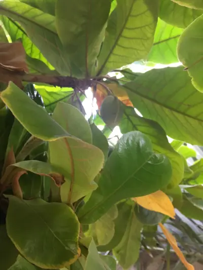 صورة ٥، مزرعة بلودان