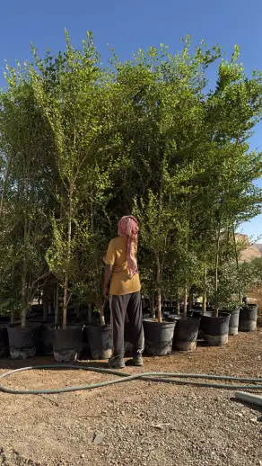 صورة ٣، مزرعة البستان