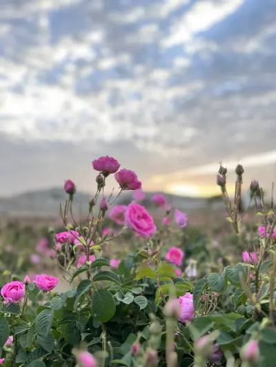 صورة ٢، مزرعة سويد للورد الطائفي