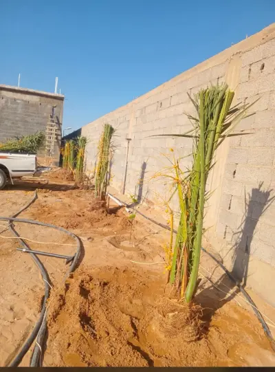 صورة ٢، مزرعة البستان