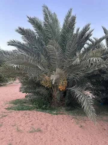 صورة ٣، منتجع وشاليه الفروع النامية