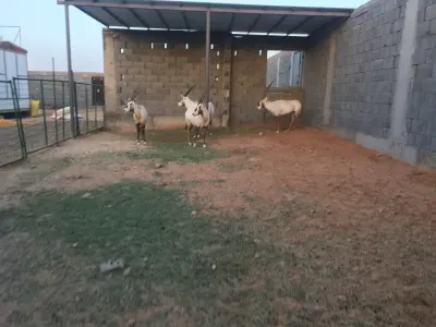 صورة ٥، استراحة شجاع فيحان الهذيلي