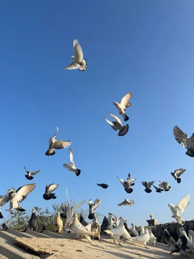 صورة ٦، استراحة الزيداني