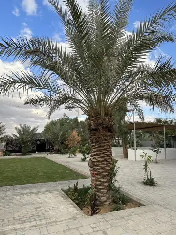 صورة ٤، شاليه عزة