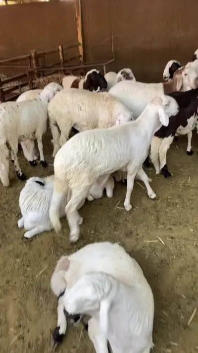 استراحه أبوزيد العنزان