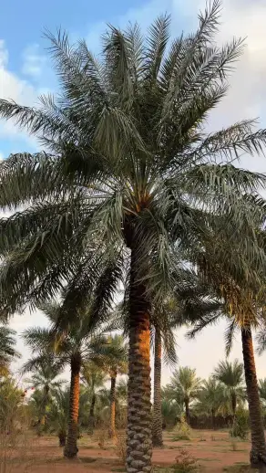 صورة ٤، مزرعة الماجديه للايجار اليومي