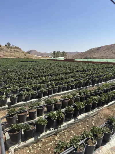 مزرعه الخميس للعنب ببني فروة