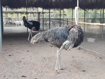 صورة ٣، مزرعة الوسمي