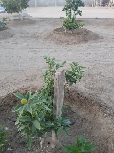 صورة ٦، استراحة ابو ماجد