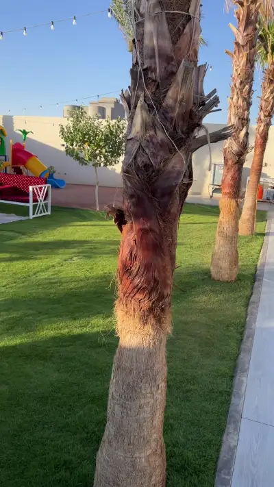 صورة ٢، شالية ايلينا