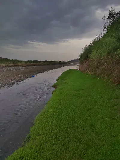 ضهياء